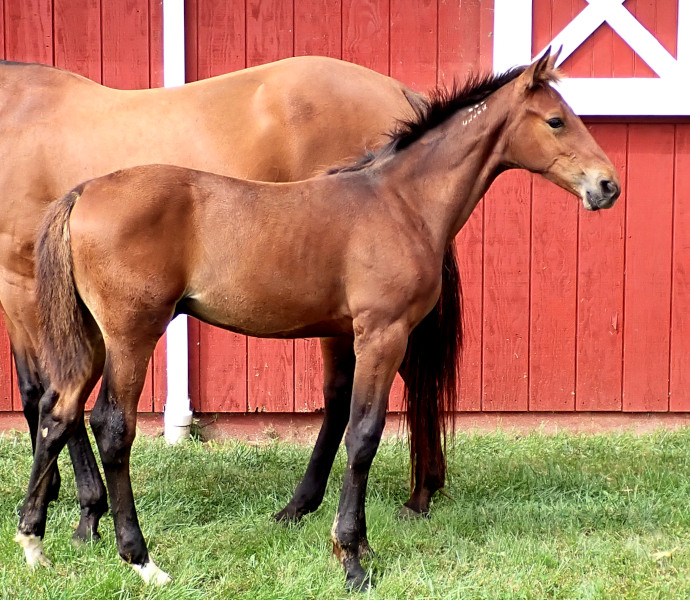 BC Jamaica Turbo Photo of P Fifty One, a bay colt by Muscle Hill and out of Jamaica Turbo FR