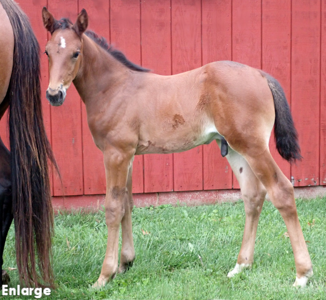 BC Jamaica Turbo Photo of P Fifty One, a bay colt by Muscle Hill and out of Jamaica Turbo FR