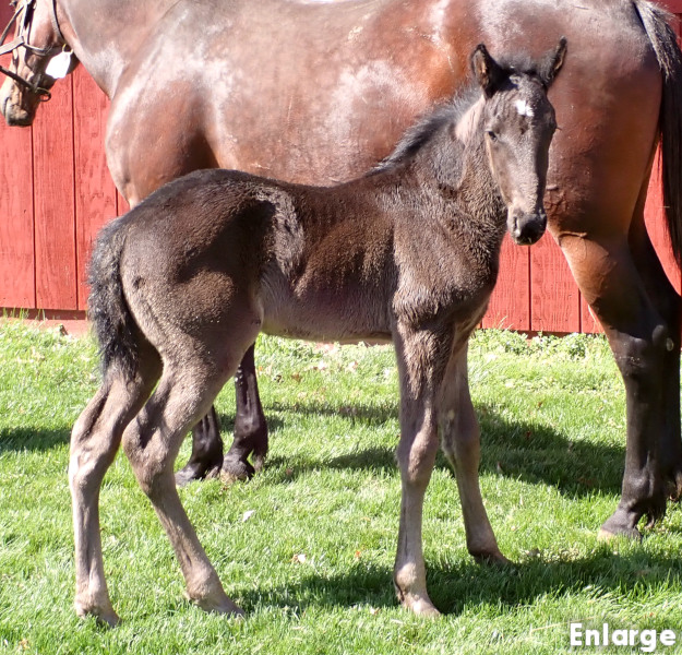 Readly To Go brc Photo of Readly To Go, Readly Success's 2026 foal, a brown colt by Green Manalishi