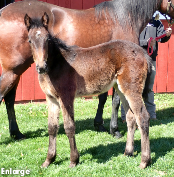 Digital Diva, bf Photo of Digital Diva, SMS Princess's 2026 foal, a bay filly by Winners Bet and out of SMS Princess