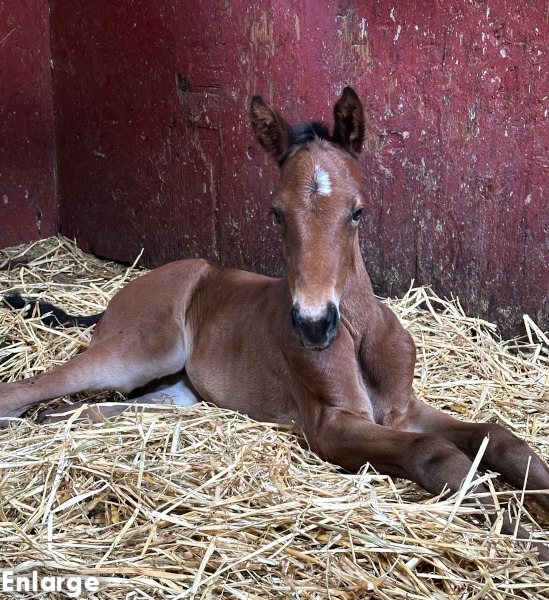 Photo of bay colt by Muscle Hill and out of Jamaica Turbo FR