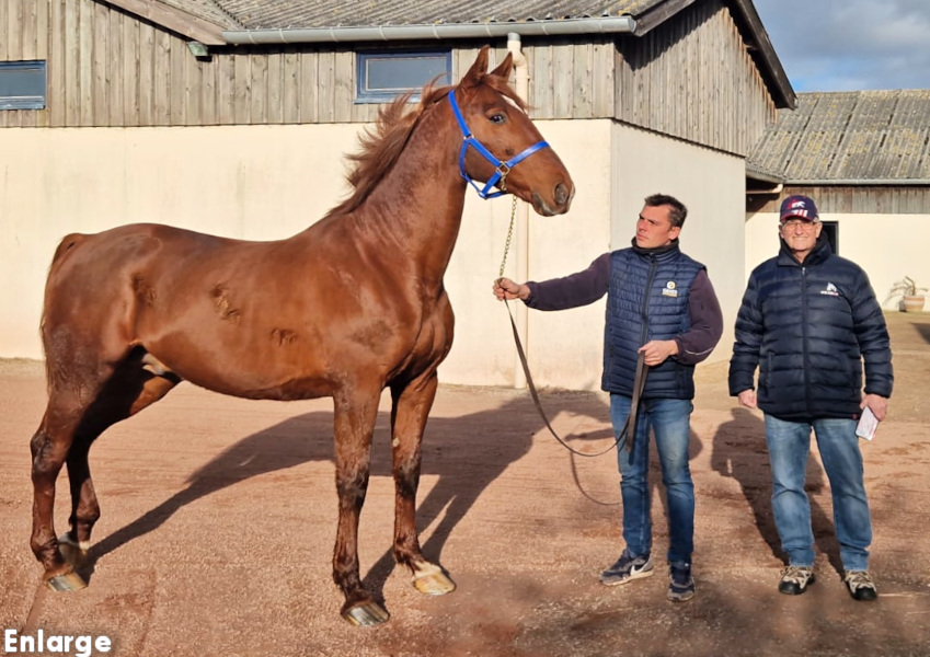 Photo of French stallion Boccador de Simm