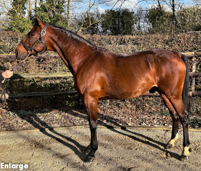 Photo of French stallion Charly du Noyer