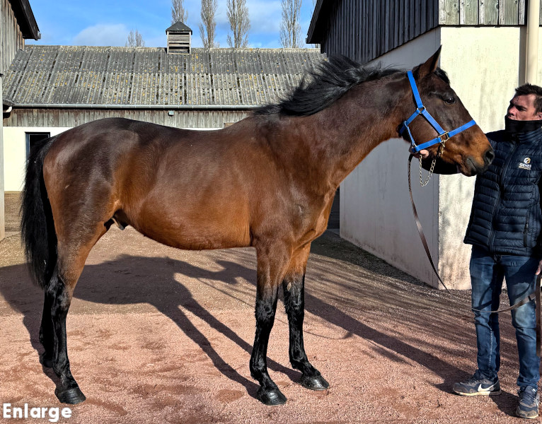 Photo of French Stallion Offshore Dream