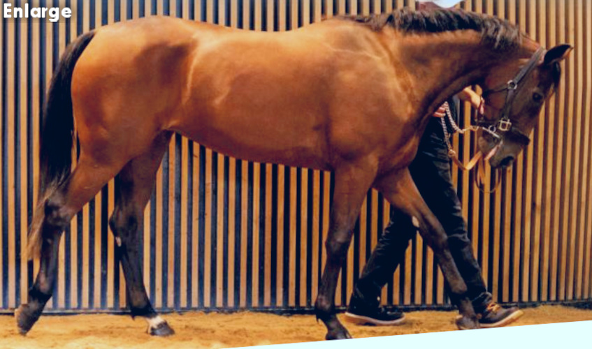 Kelle Evidence in Arqana Trot Sales Ring