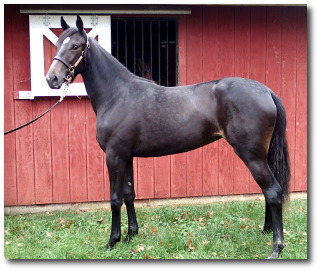 2017 Conformation photo of Jamaica, a stunning bay yearling filly out of Jodi's Jayme