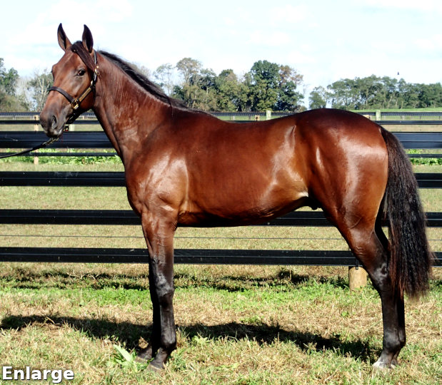 2017 Conformation photo of British Bulldog, an impressive bay yearling colt out of Queen Victorian