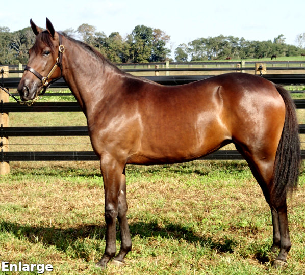 2017 Conformation photo of Hushabye, an elegant bay yearling filly out of Banbury Cross