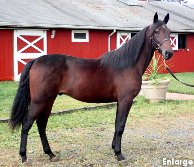 Conformation photo of Fresh Legs, an exciting bay yearling colt out of Legzy
