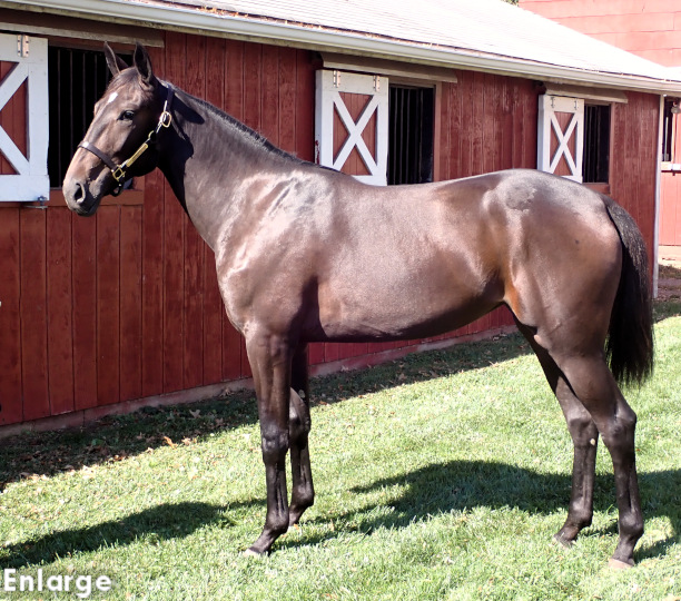 Greenspring, bf Greenspring, a gorgeous bay Filly out of Ilia