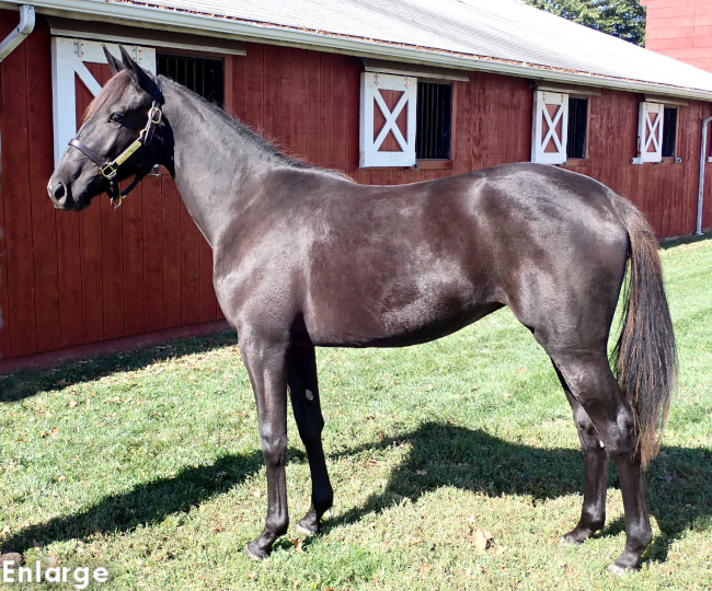 Joy Rider, bf Joy Rider, a bay filly out of Jodi's Jayme