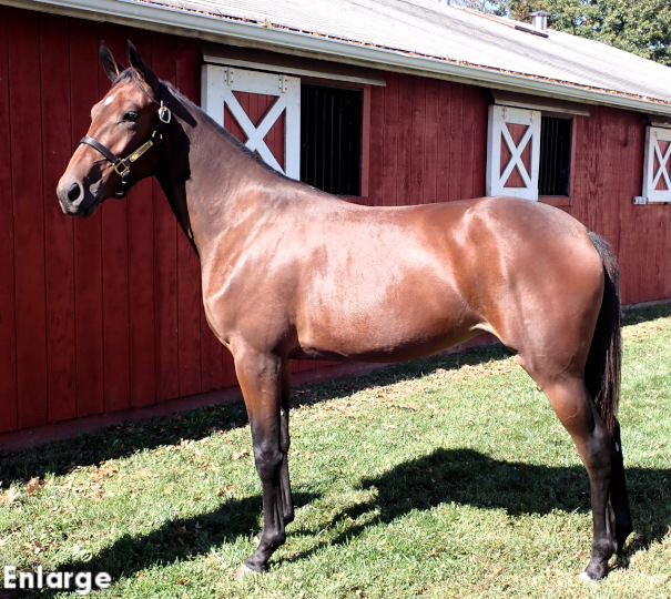 Love Those Legs, bf Love Those Legs, a stunning bay filly out of Legzy