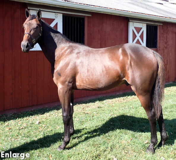 Oh Brother, bc Oh Brother, a powerful bay colt out of Oh My Darlin