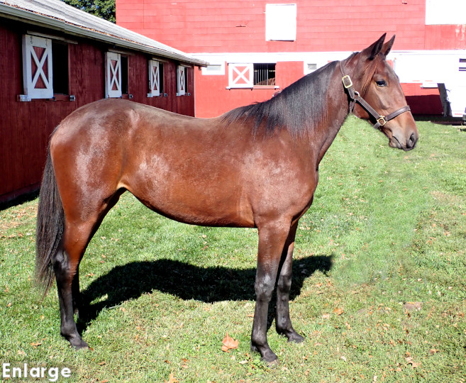 Readly Success, bf Readly Success, bay filly out of Sweetspellosuccess