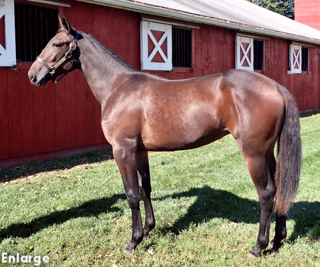 Rock Em Rosie, bf out of Monroe County Rock Em Rosie, an elegant bay filly out of Monroe County