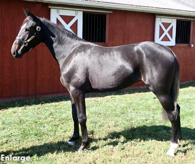 Swan Voyage, bf Swan Voyage, a Bay Filly out of Swan For The Road