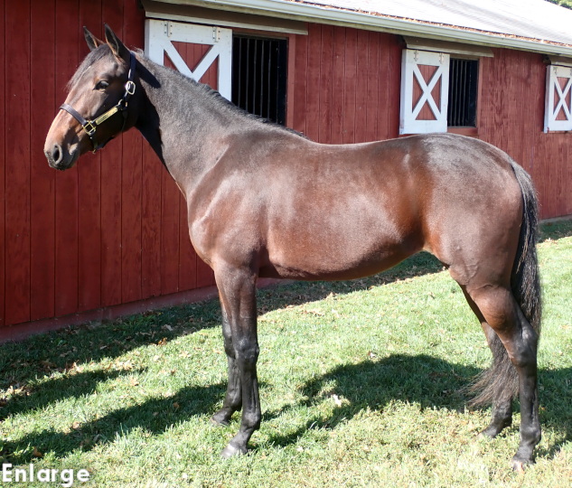 Wish List, bf Wish List, an athletic bay Filly out of A List Lindy