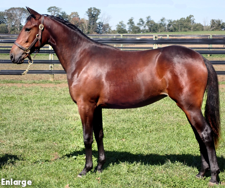 Raggedy Ann, bf Raggedy Ann, Bay Filly out of Polyester Hanover