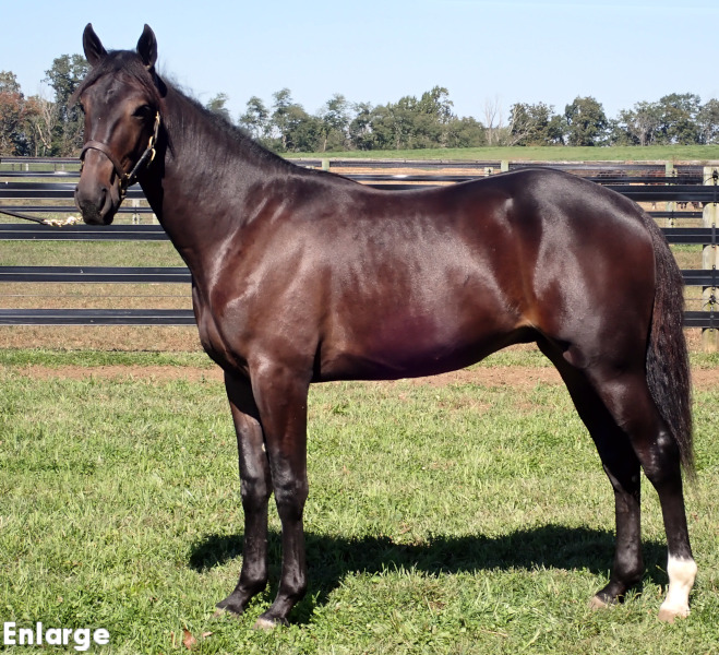 Big Shot, Bay Colt out of A List Lindy