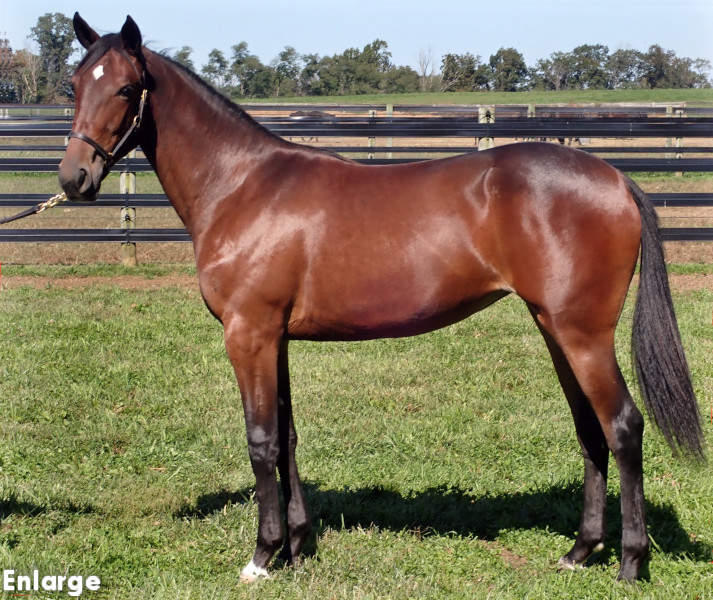 Ghost Post, bf Ghost Post, Bay Filly out of SMS Princess