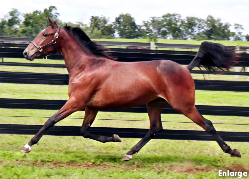Photo of Ghost Post, a gorgeous bay yearling filly out of SMS Princess
