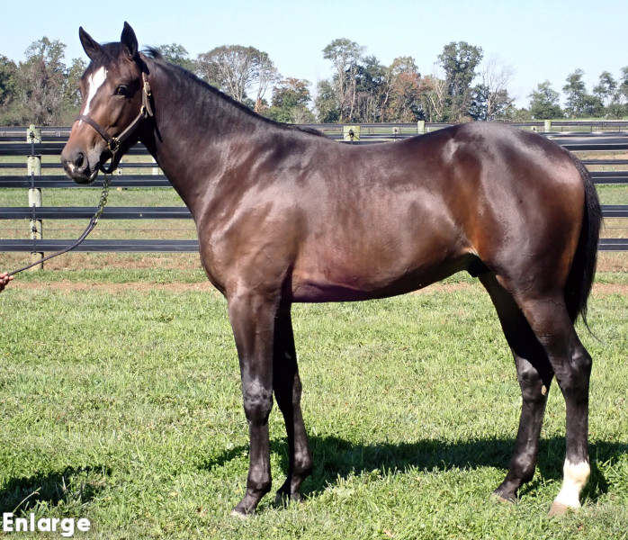 Go Boom, bc Go Boom, Bay Colt out of Ilia