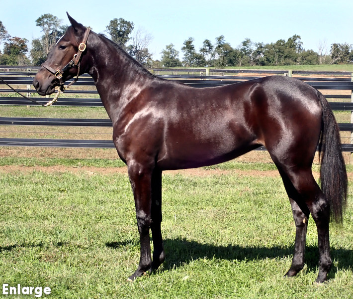 Kick 'Em Jenny, bf Elegant Bay Filly out of Monroe County