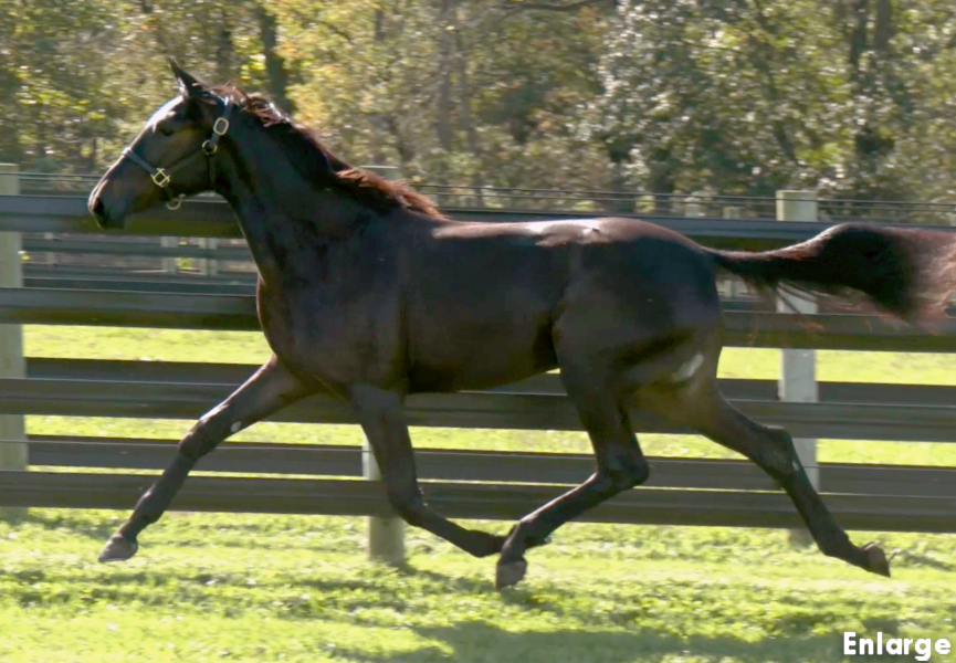 Photo of Kick Em' Jenny, an elegant bay yearling filly out of Monroe County