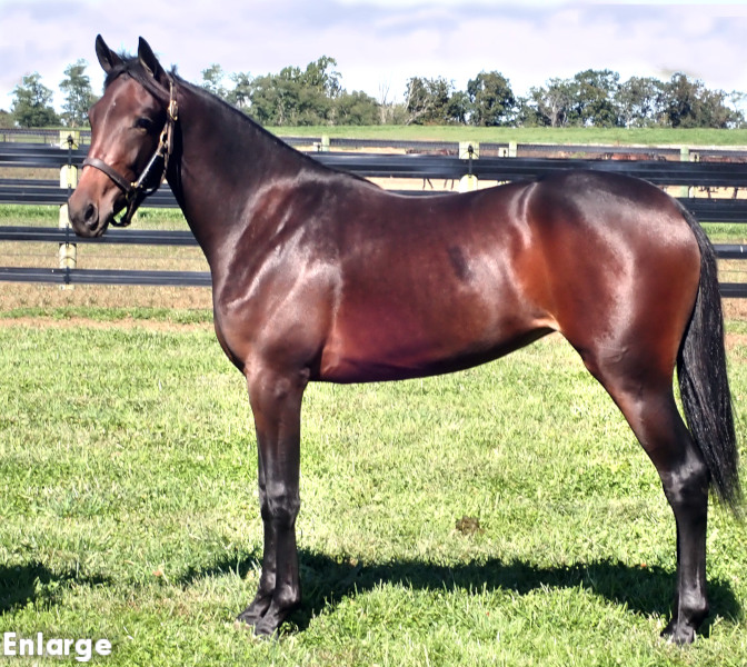 Lil' Sweet, bf Bay Filly out of Sweetspellosuccess