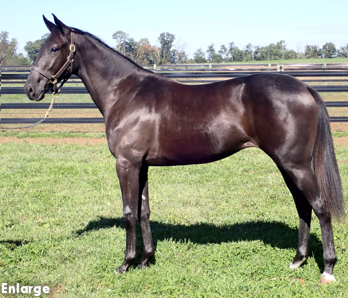 Long Legs, A Beautiful Brown Filly out of Legzy