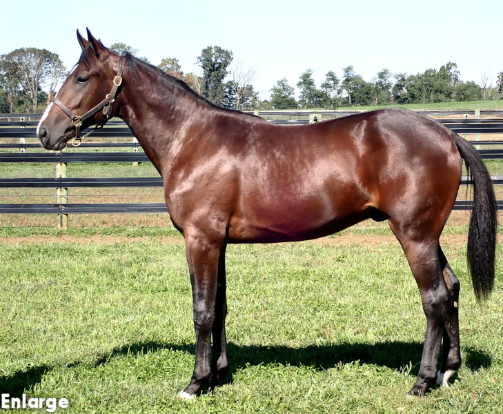 Oh Behave, bc out of Oh My Darlin Oh Behave, Bay Colt out of Oh My Darlin