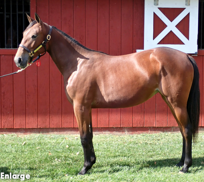 Angel Be Mine, bf Angel Be Mine, a bay filly by Chapter Seven and out of McKees Angel