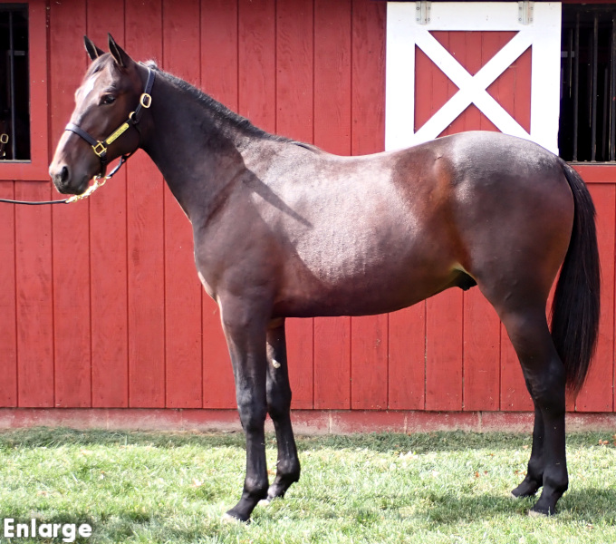 Darlin Boy, bc Darlin Boy, a bay colt by Muscle Hill and out of Oh My Darlin