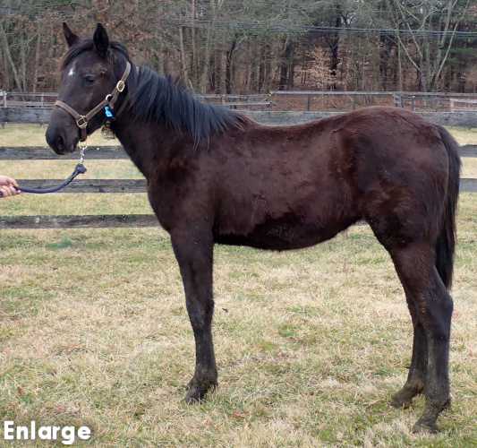 Flippant, a brown filly by Bold Eagle and out of Andovertheplace