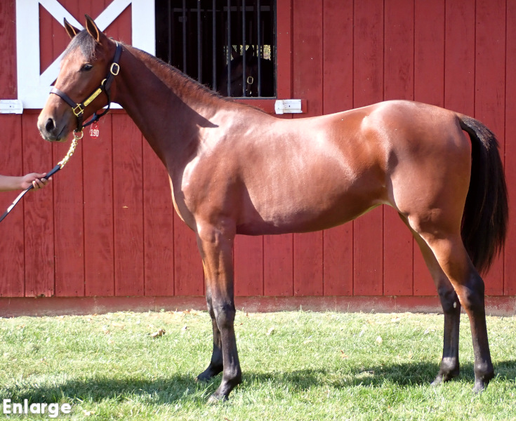 Glitterati, bf Glitterati, a bay filly by Readly Express and out of A List Lindy
