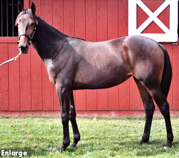 BrF Legzy Great Legs, a brown filly by Greenshoe and out of Legzy