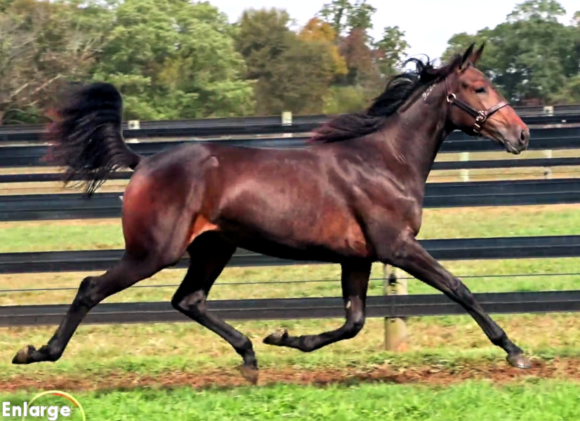 Photo of Great Legs, an athletic brown yearling filly out of Legzy