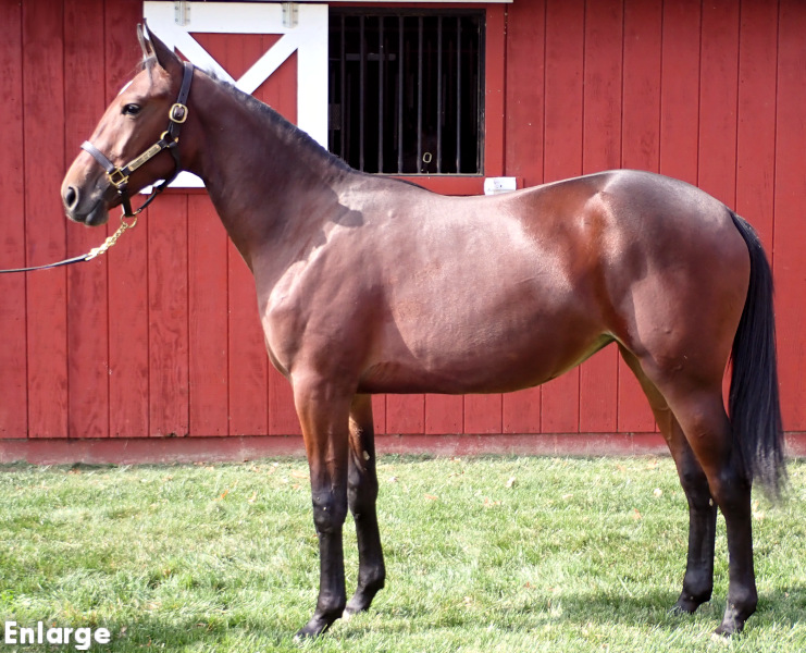 Meme Queen, bf Meme Queen, a bay filly by Propulsion and out of SMS Princess