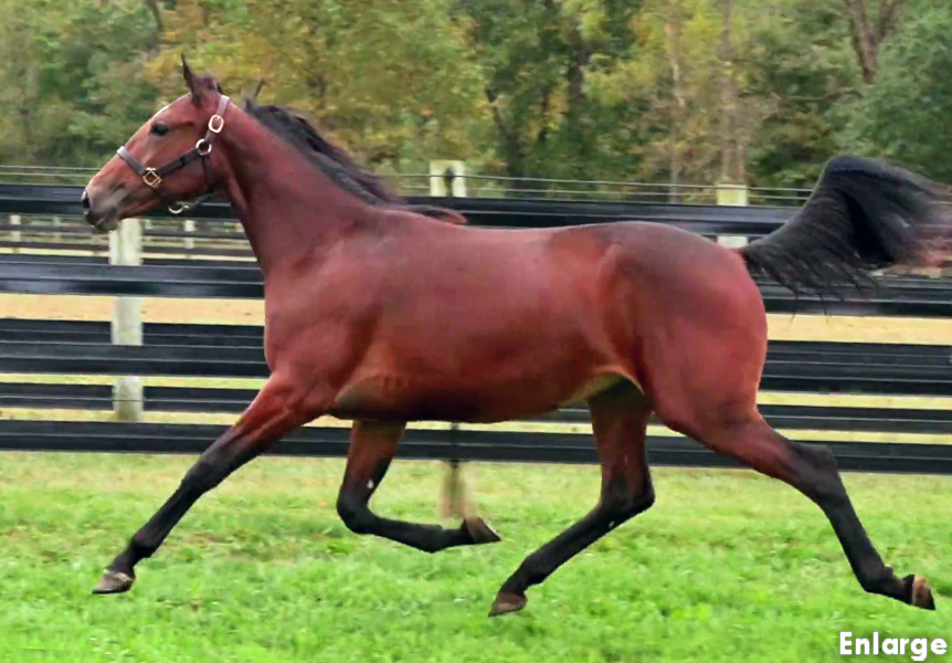 Photo of Meme Queen, a classy bay yearling filly out of SMS Princess