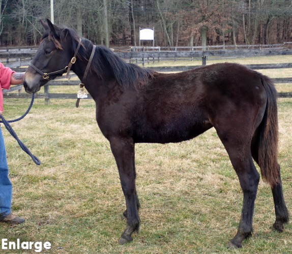 Sweetness N Light, a bay filly by Swan for All and out of Sweetspellosuccess
