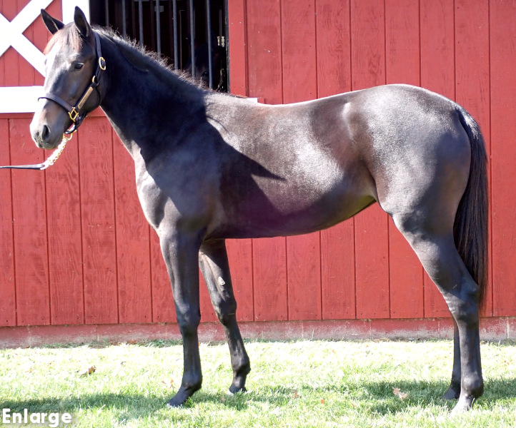 Sweetness N Light, bf Sweetness N Light, a bay filly by Swan For All and out of Sweetspellosuccess