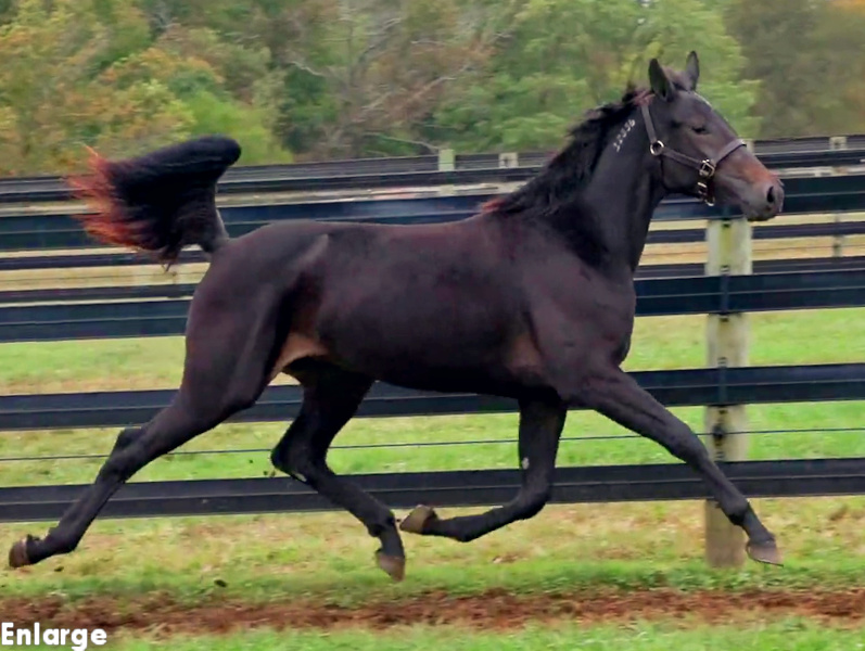 Photo of Sweetness N Light, an elegant bay yearling filly out of Sweetspellosuccess