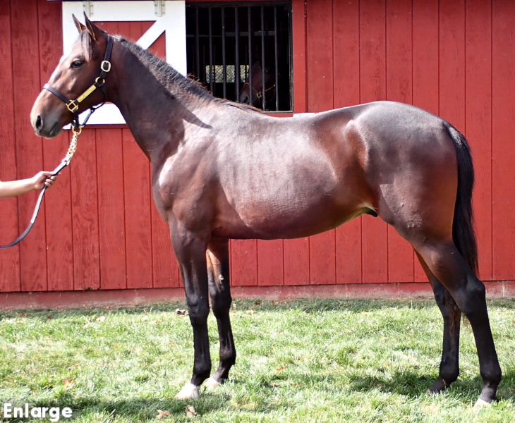 Swan Wayne, bc Swan Wayne, a bay colt by Bar Hopping and out of Swan For The Road
