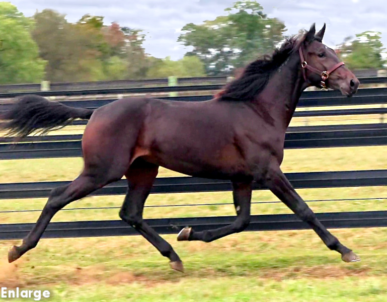 Photo of Detonate, an athletic brown yearling colt out of the phenomenal mare, Ilia, dam of leading Ohio and nationally ranked sires In Range and Long Tom