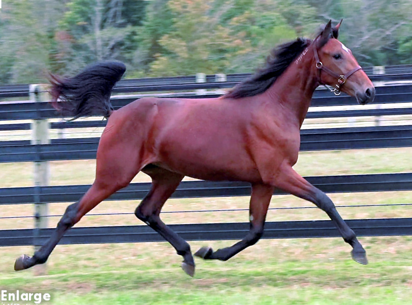 Photo of Thrill Me, an elegant bay yearling filly by Muscle Hill and out of Adore Me