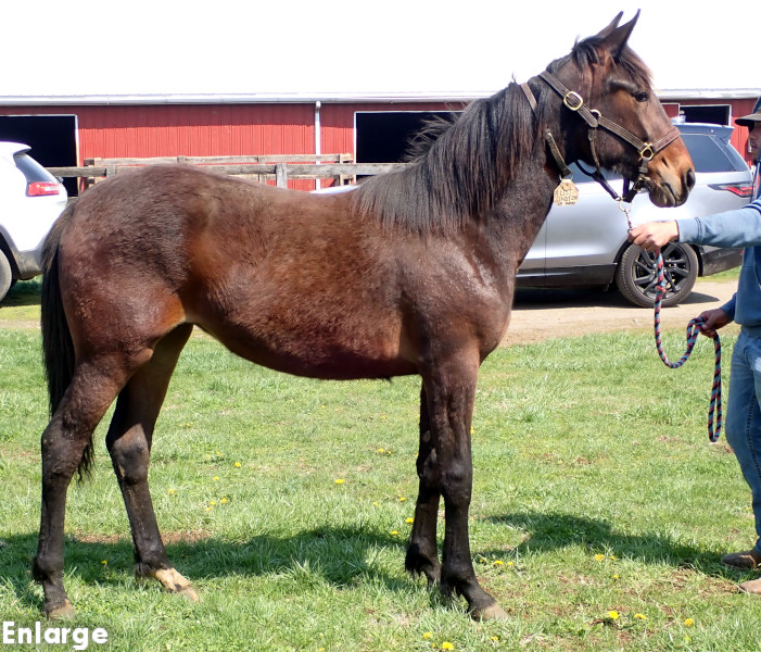 Bling Girl, bf Photo of Bling Girl, a bay filly by Greenshoe and out of A List Lindy