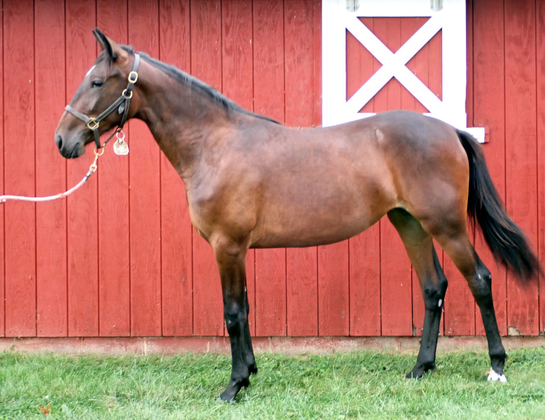 Bling Girl, bf Photo of Bling Girl, a bay filly by Greenshoe and out of A List Lindy