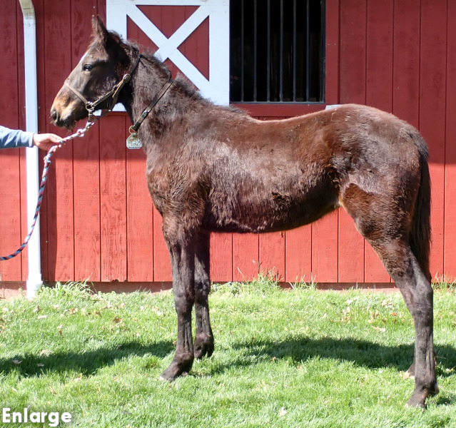 Catch Me, bf Photo of Catch Me, a bay filly by Tactical Approach and out of Ilia