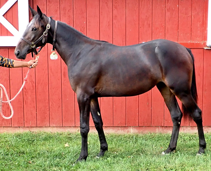 Catch Me, bf Photo of Catch Me, a bay filly by Tactical Approach and out of Ilia