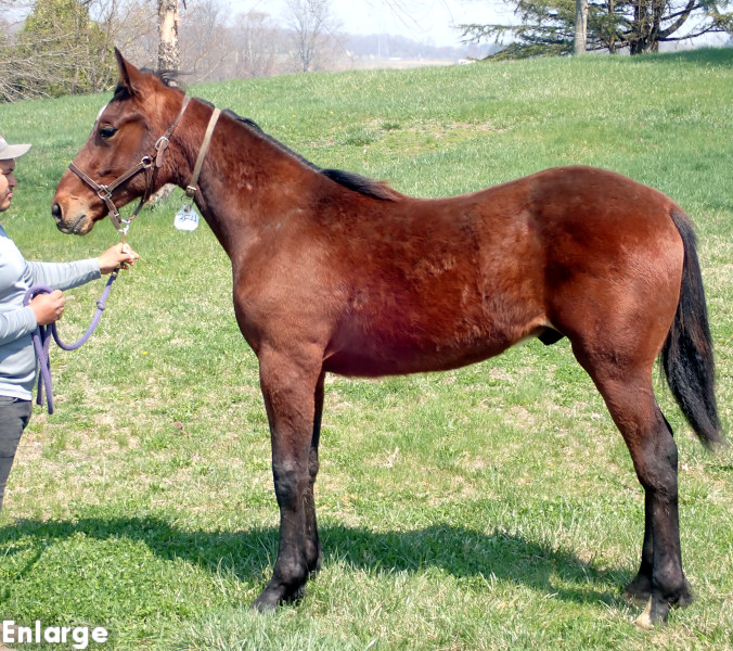 Devil His Due, bc Photo of bay colt by Muscle Hill and out of McKees Angel